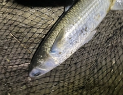 ボラの釣果
