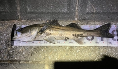 スズキの釣果