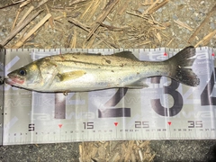 スズキの釣果