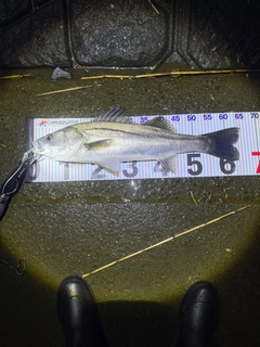 シーバスの釣果
