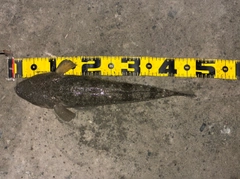 マゴチの釣果