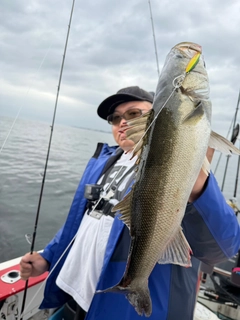 シーバスの釣果