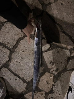 タチウオの釣果