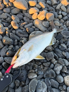 ショゴの釣果