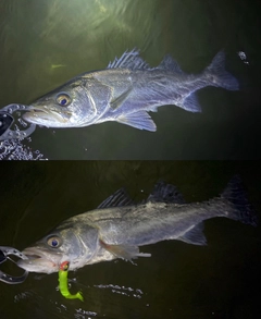 シーバスの釣果