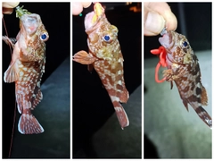ガシラの釣果