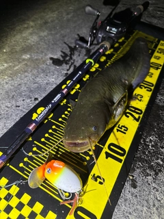 ナマズの釣果