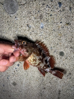 カサゴの釣果