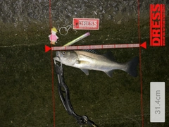シーバスの釣果