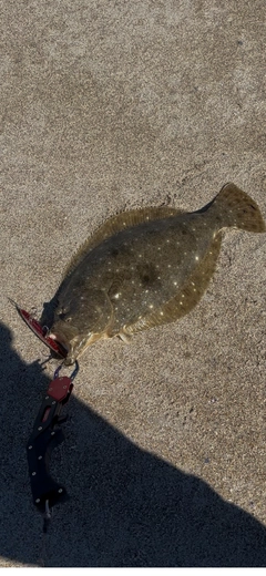 ヒラメの釣果