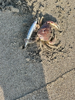 カニの釣果