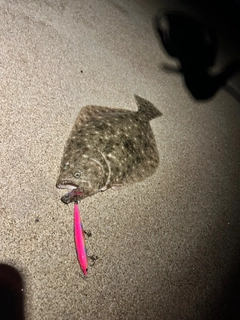 ヒラメの釣果