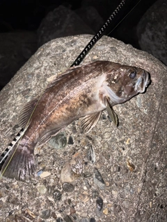クロソイの釣果