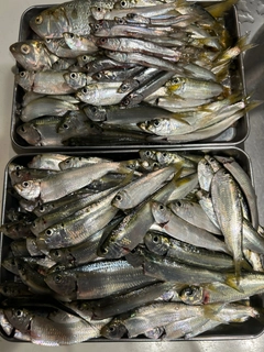 サッパの釣果