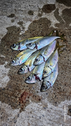 アジの釣果
