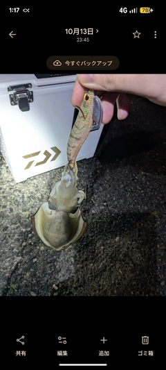 コウイカの釣果
