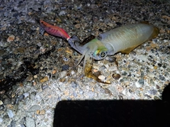 アオリイカの釣果
