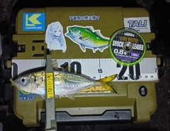 マアジの釣果