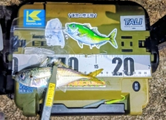 マアジの釣果