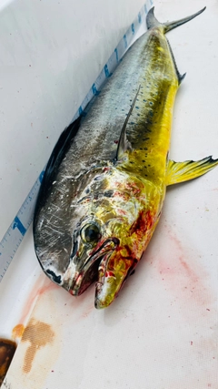 シイラの釣果