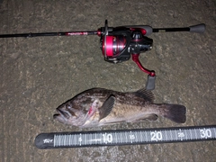 クロソイの釣果
