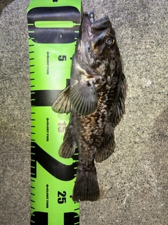 クロソイの釣果