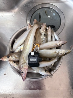 キスの釣果