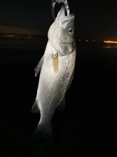 ヒラスズキの釣果
