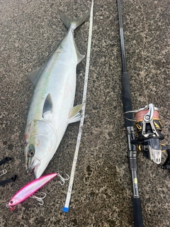 ワラサの釣果
