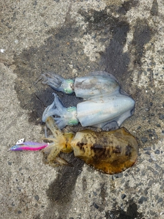 アオリイカの釣果