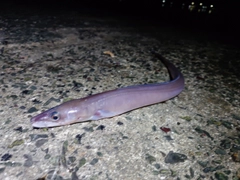 クロアナゴの釣果