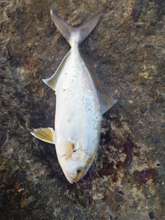 シオの釣果