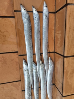 タチウオの釣果