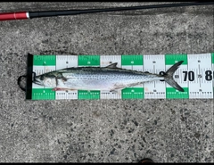 サゴシの釣果