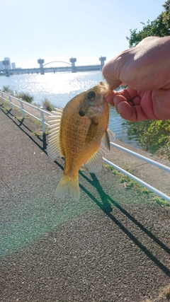 ブルーギルの釣果