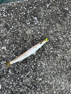 カマスの釣果
