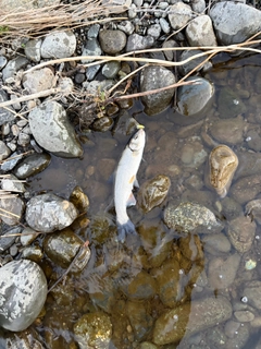 ウグイの釣果