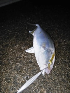 ショゴの釣果