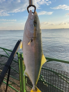 イナダの釣果