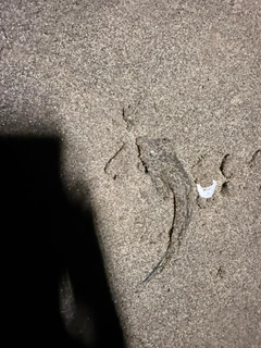 ネズミゴチの釣果