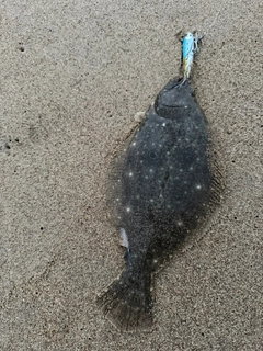 ソゲの釣果