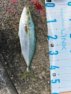 ハマチの釣果
