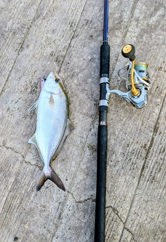 ショゴの釣果
