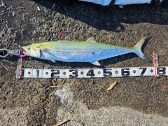 サワラの釣果
