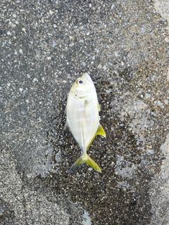 メッキの釣果
