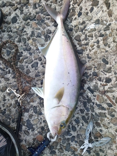 ネリゴの釣果