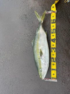 ワラサの釣果