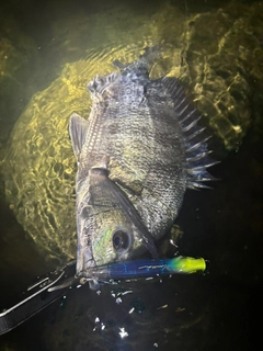 チヌの釣果