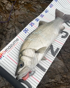 ヒラスズキの釣果