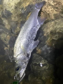 フッコ（ヒラスズキ）の釣果